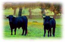 20060705104953-toros-extremadura.jpg