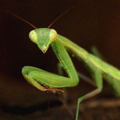 20070924101823-mantis.jpg
