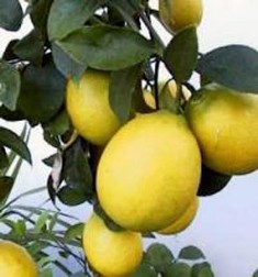20080201103158-limones.jpg