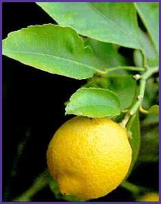 20080726131925-limon9.jpg