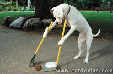 20100124131632-perro-limpia-caca.jpg