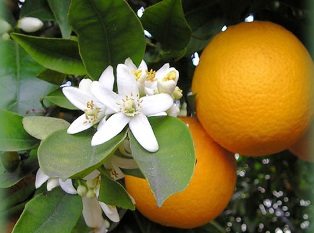 20100131100059-azahar.jpg
