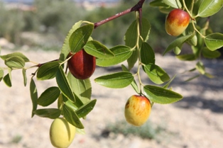 20151102111034-verdes.jpg